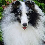Dude joined the competition — help win amazing prizes! dog, collie, black_and_white, fluffy, long_hair, face, snout, nose, open_mouth, tongue, eyes, ears, fur, portrait, close_up, outdoor, garden, greenery, pet, happy