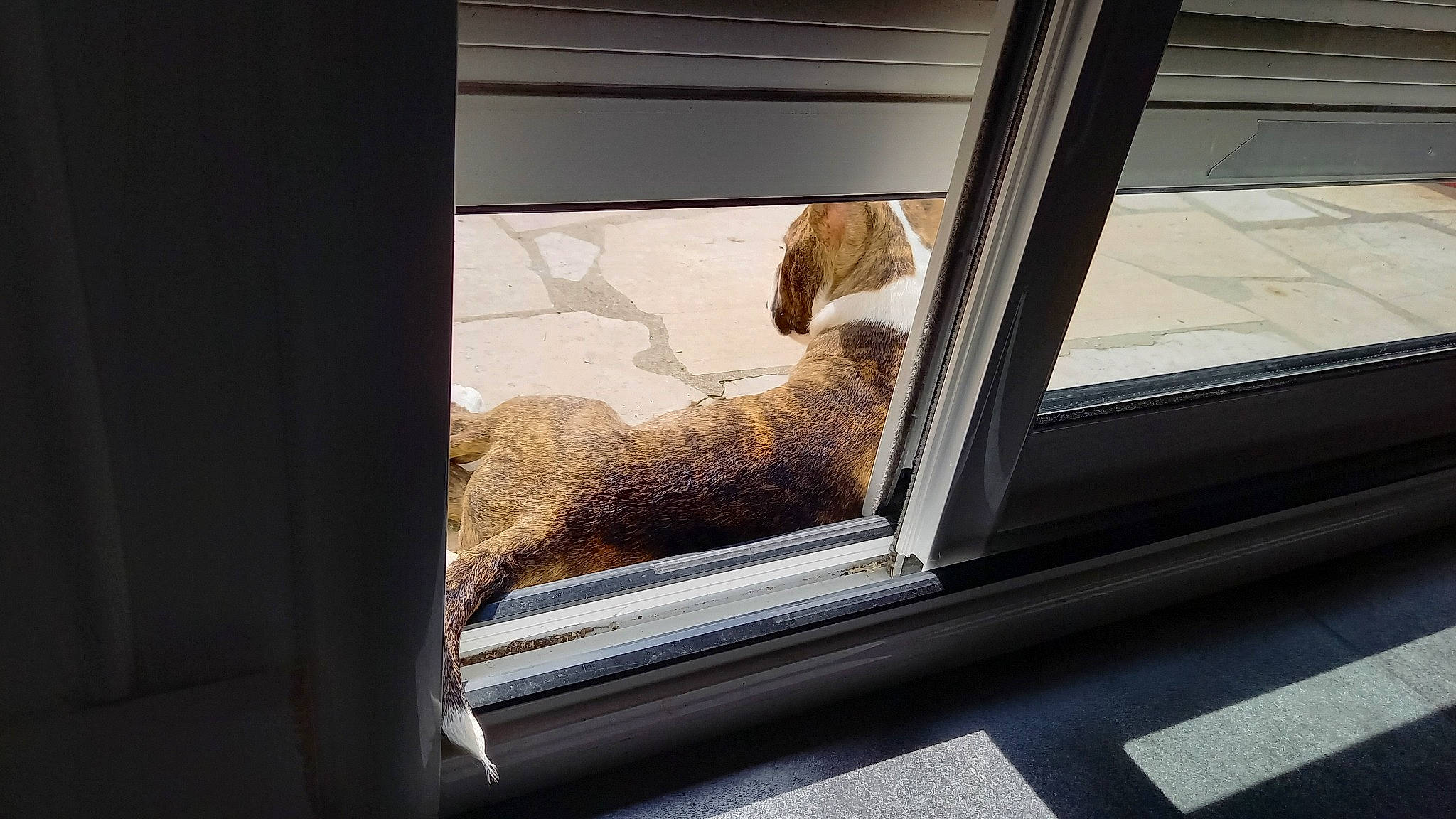 Stomy participe au concours pour gagner de l'argent avec cette photo : auto_part, automotive_exterior, automotive_window_part, carnivore, comfort, daylighting, door, fawn, felidae, glass, metal, sash_window, shade, small_to_medium_sized_cats, sporting_group, tints_and_shades, vehicle_door, window, windshield, wood