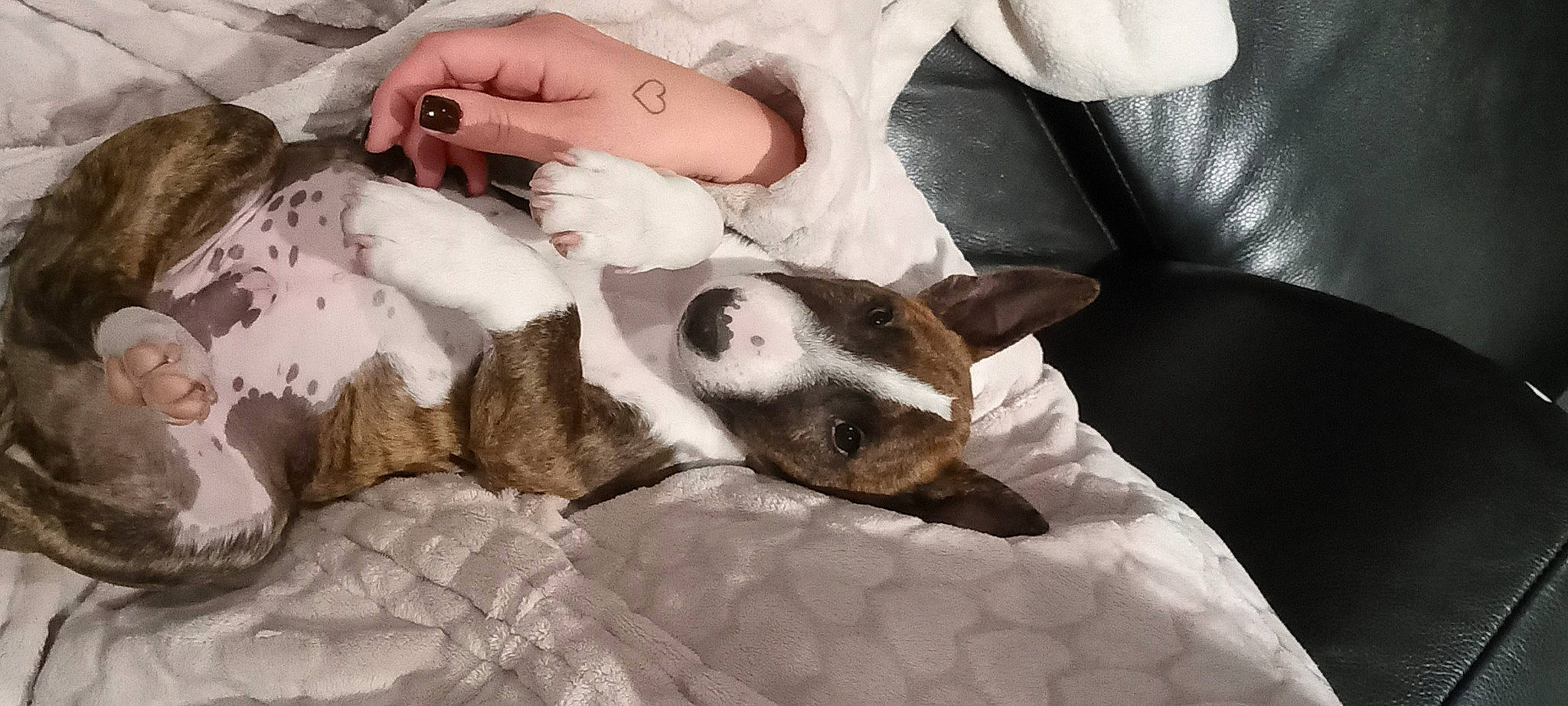 Stomy a rejoint le concours — aidez-le/la à gagner de superbes lots ! canidae, carnivore, comfort, companion_dog, dog, dog_breed, domestic_short_haired_cat, fawn, felidae, finger, fur, gesture, human_leg, linens, nail, paw, small_to_medium_sized_cats, sporting_group, whiskers, white