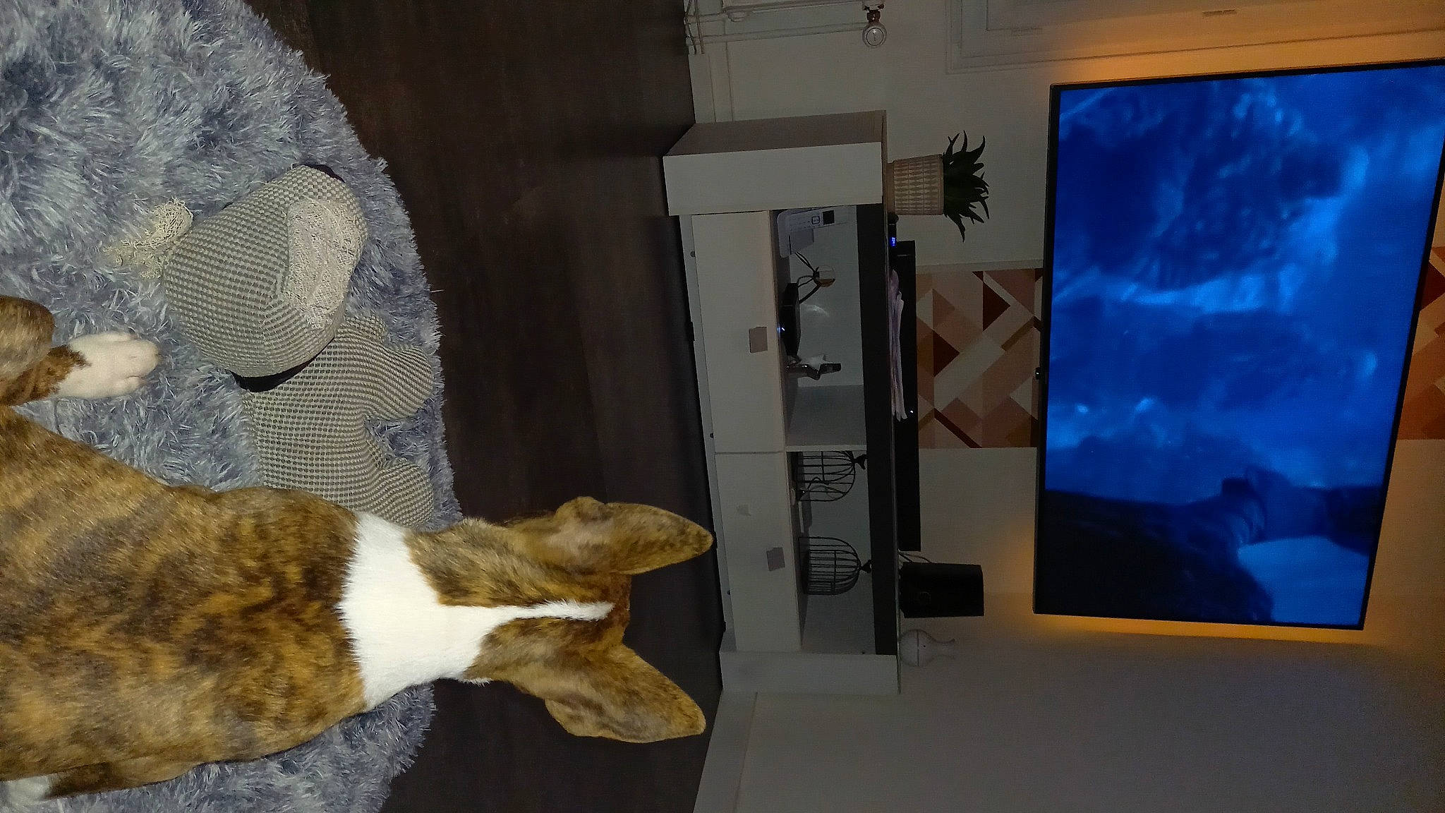 Stomy participe au concours pour gagner de l'argent avec cette photo : art, carnivore, comfort, companion_dog, dog, dog_breed, domestic_short_haired_cat, event, fawn, felidae, fur, linens, organism, room, small_to_medium_sized_cats, sporting_group, tail, visual_arts, whiskers, wood