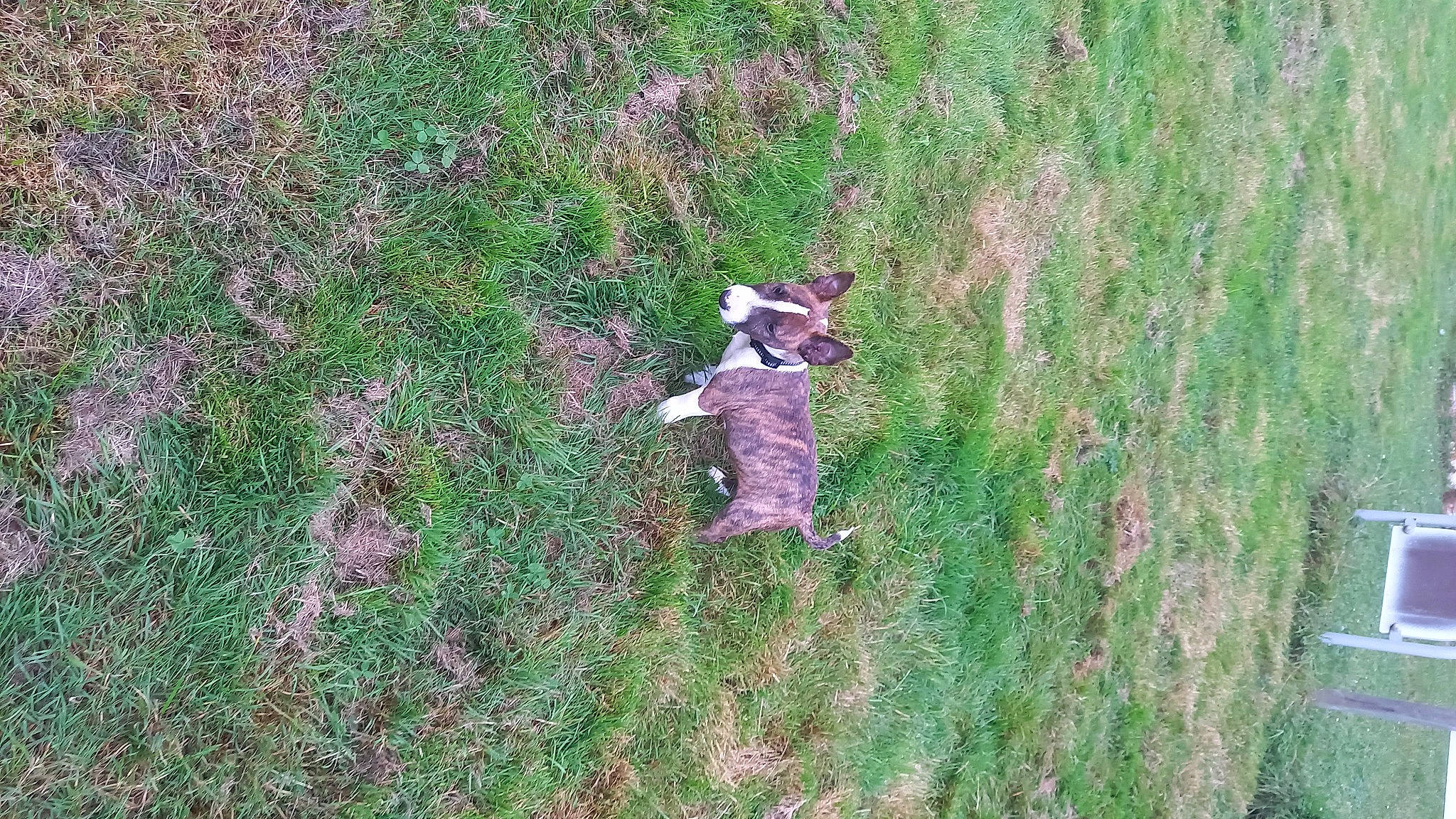 Stomy participe au concours pour gagner de l'argent avec cette photo : carnivore, cat, dog_breed, felidae, grass, grass_family, grassland, groundcover, landscape, meadow, pasture, plant, shrub, small_to_medium_sized_cats, soil, tail, terrestrial_animal, terrestrial_plant, tree, wildlife