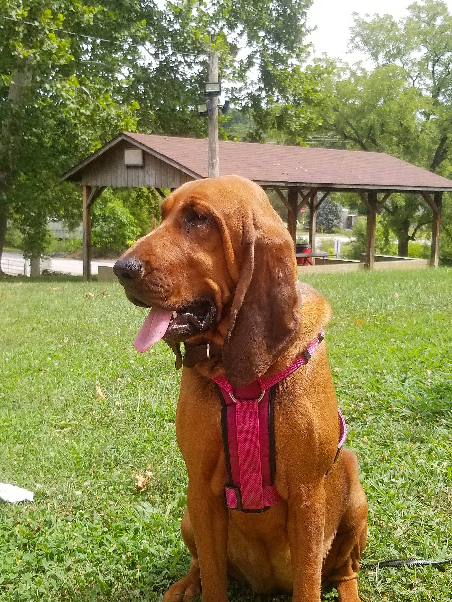 Khaleesie is registered to the contest to win money with this photo: bavarian_mountain_hound, bloodhound, canidae, carnivore, coonhound, dog, dog_breed, hanover_hound, hound, hunting_dog, liver, mammal, rare_breed_dog, redbone_coonhound, snout, sporting_group, vertebrate, vizsla