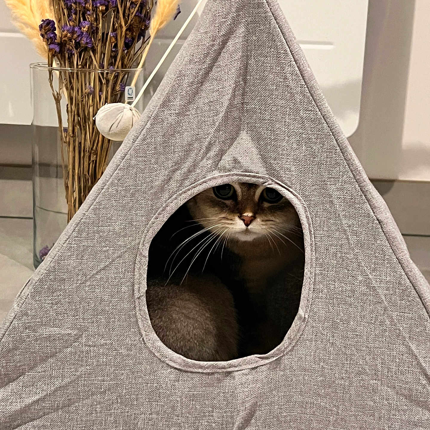 Louna participe au concours pour gagner de l'argent avec cette photo : abyssinian, animal, canine, cat, den, dog, dogbed, doghouse, flower, indoors, kennel, kitten, manx, pet, plant, tent, triangle