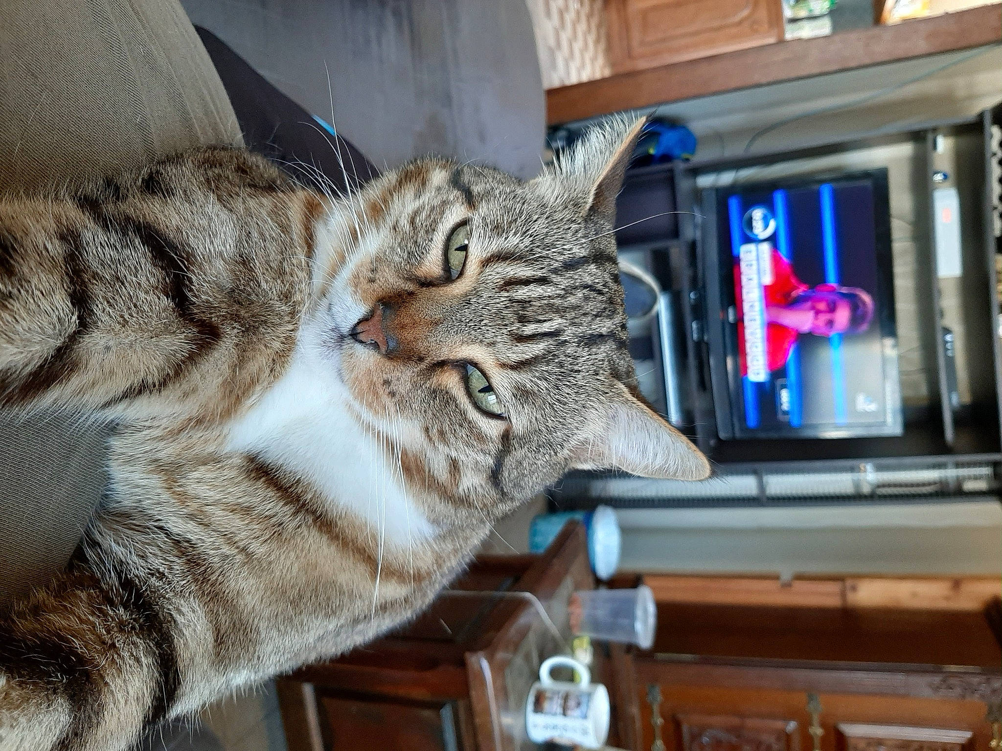 Enzo participe au concours pour gagner de l'argent avec cette photo : carnivore, cat, claw, display_device, domestic_short_haired_cat, ear, felidae, fur, machine, paw, shelf, shelving, small_to_medium_sized_cats, tail, television, whiskers, window, wood