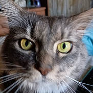 Kiki is registered to the contest to win money with this photo: cat, close_up, yellow_eyes, whiskers, feline, pet, fur, indoor, curious, animal, domestic, face, portrait, tabby, nose, ears, soft_focus, background, eye_contact