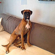 Ringo participe au concours pour gagner de l'argent avec cette photo :