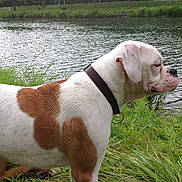 Spanky participe au concours pour gagner de l'argent avec cette photo :