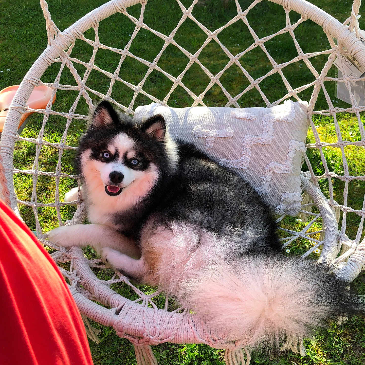 Iris a rejoint le concours — aidez-le/la à gagner de superbes lots ! animal, baby, backyard, canine, chair, dog, eskimodog, furniture, grass, herbal, herbs, husky, nature, outdoors, person, pet, plant, playarea, puppy, yard