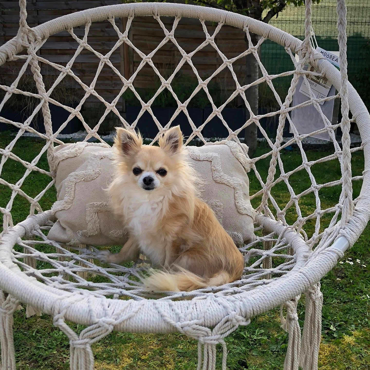 Cannelle
