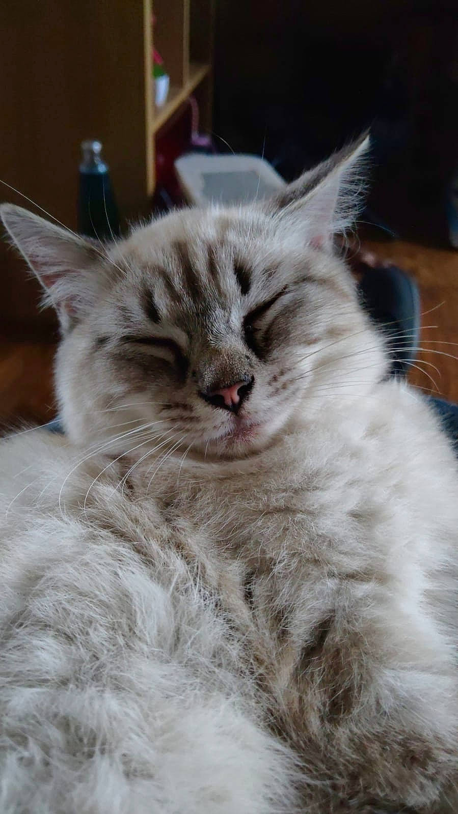 Bramble is registered to the contest to win money with this photo: british_longhair, carnivore, cat, event, felidae, fur, persian, selkirk_rex, small_to_medium_sized_cats, snout, terrestrial_animal, whiskers