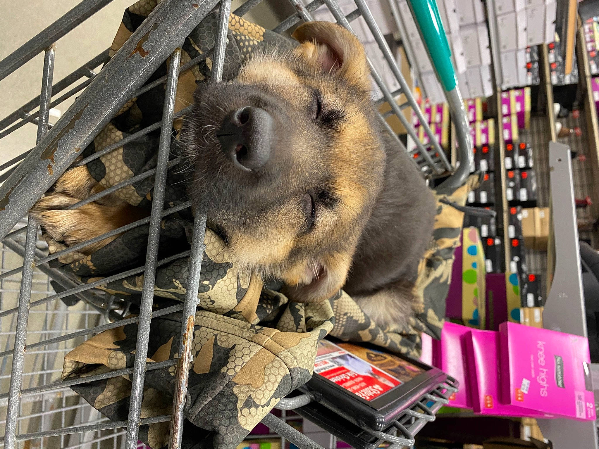 Huckleberry is registered to the contest to win money with this photo: animal_shelter, cage, canidae, carnivore, dog_breed, fawn, fur, gas, marsupial, mesh, metal, pet_supply, procyonidae, recreation, service, snout, terrestrial_animal, wildlife, working_animal