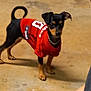 dog, puppy, red_shirt, concrete_floor, brick_wall, door, black_and_tan, small_dog, pet, indoor, curious, standing, canine, chain_collar, human_hand, ring, casual, animal, background, domestic