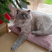 Blue participe au concours pour gagner de l'argent avec cette photo : cat, fluffy, blue_eyes, gray_cat, window, pink_cushion, relaxed, indoor, wooden_table, christmas_tree, pine_branch, pet, feline, cozy, home, domestic_animal, resting, fur, paw, natural_light