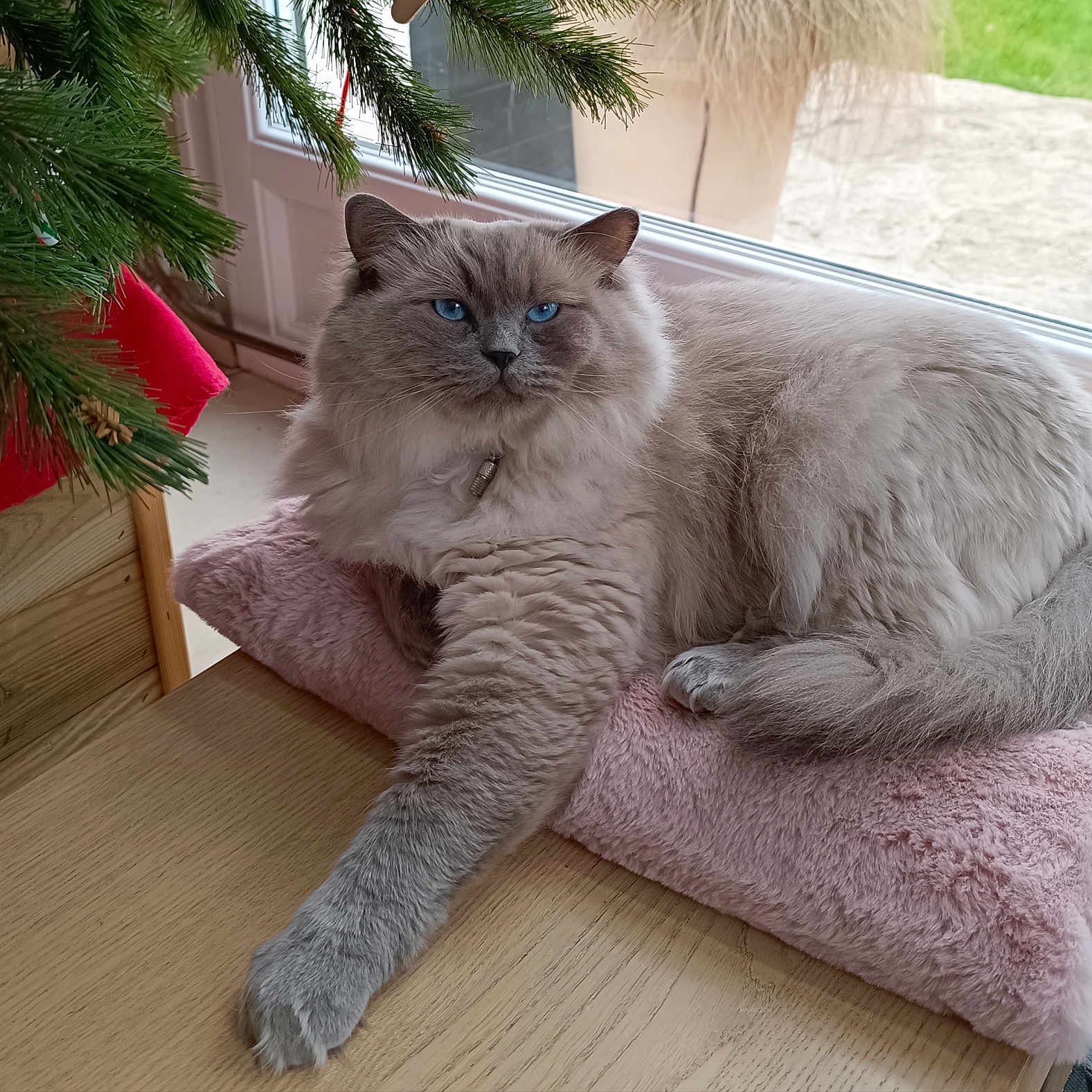 Blue participe au concours pour gagner de l'argent avec cette photo : blue_eyes, cat, christmas_tree, cozy, domestic_animal, feline, fluffy, fur, gray_cat, home, indoor, natural_light, paw, pet, pine_branch, pink_cushion, relaxed, resting, window, wooden_table