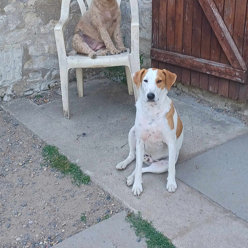 Bella Et Diabolo a rejoint le concours — aidez-le/la à gagner de superbes lots ! animal, brown_dog, calm, canine, companions, concrete_floor, daylight, dog, fence, outdoor, pets, plastic_chair, quiet, relaxed, rustic, sitting, stone_wall, white_dog, wooden_door, yard