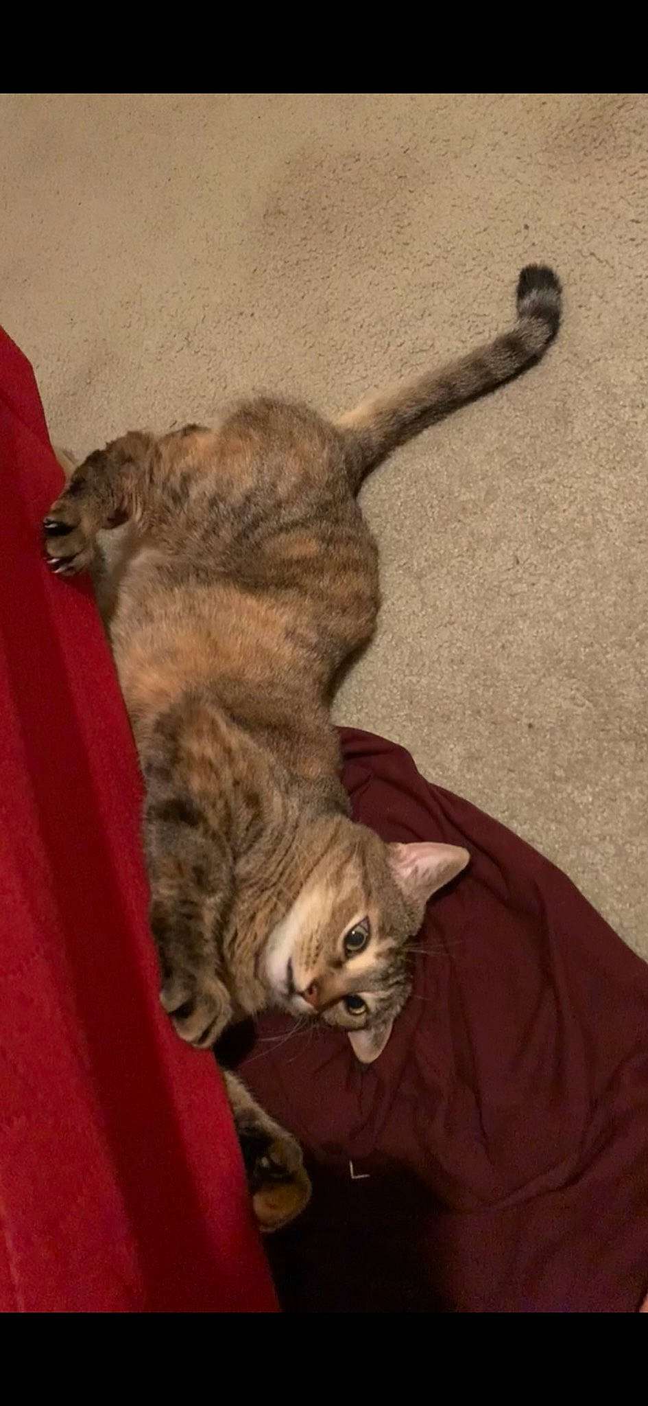 Beans is registered to the contest to win money with this photo: art, brown, carnivore, cat, claw, domestic_short_haired_cat, fawn, felidae, fur, paw, small_to_medium_sized_cats, snout, tail, terrestrial_animal, whiskers, wildlife, wood