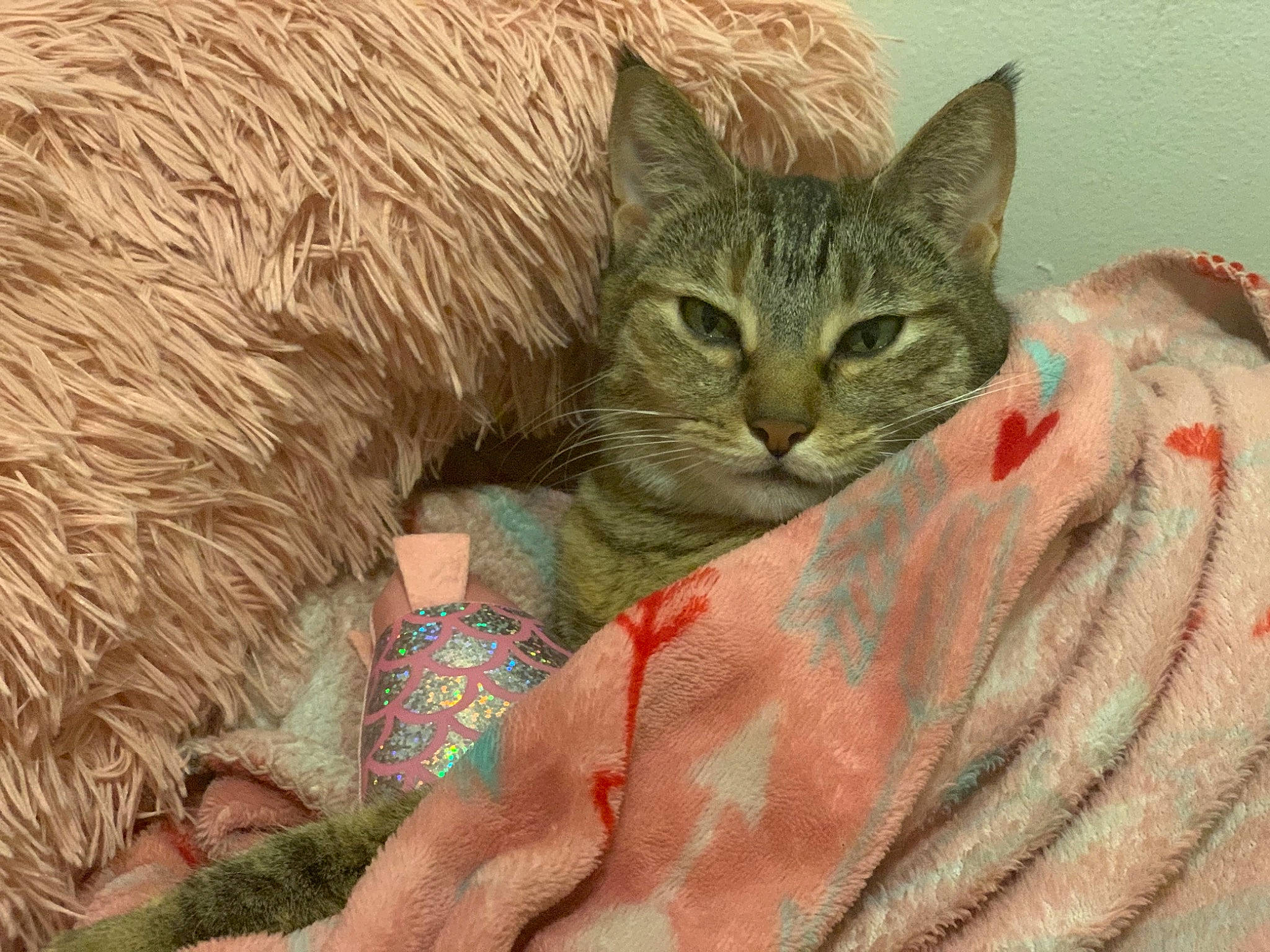 Beans joined the competition — help win amazing prizes! art, carnivore, cat, claw, comfort, domestic_short_haired_cat, fawn, felidae, fur, linens, mammal, painting, pattern, paw, small_to_medium_sized_cats, snout, tail, terrestrial_animal, vertebrate, whiskers