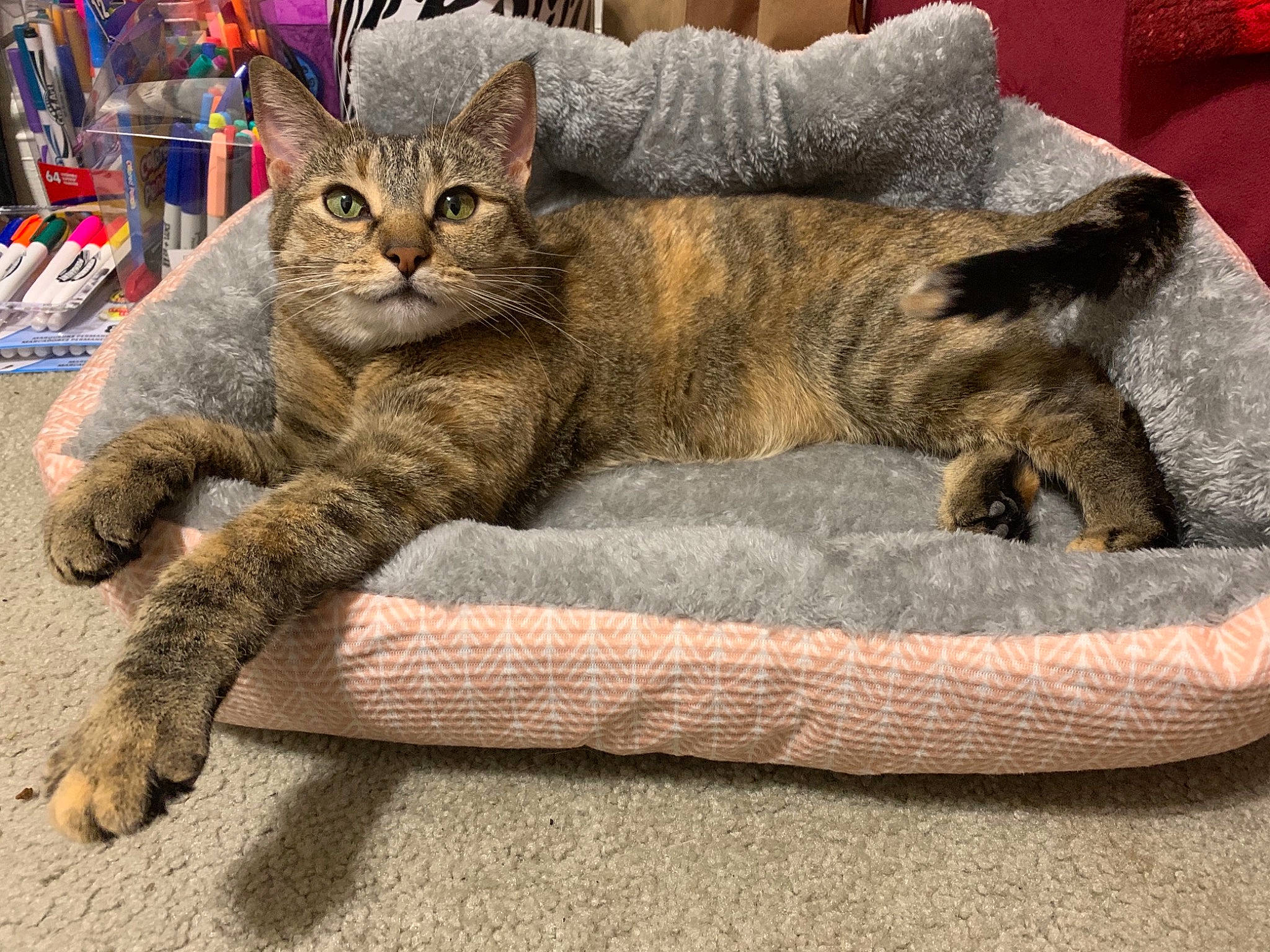 Beans is registered to the contest to win money with this photo: carnivore, cat, cat_supply, chair, claw, comfort, domestic_short_haired_cat, fawn, felidae, fur, nap, paw, sitting, sleep, small_to_medium_sized_cats, snout, tail, terrestrial_animal, whiskers