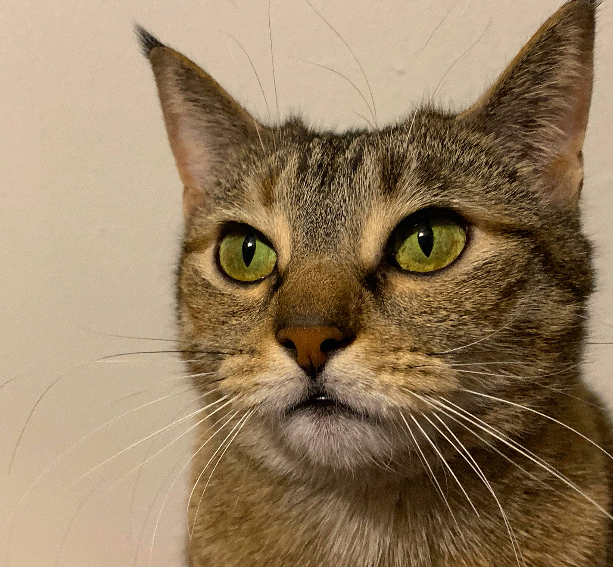 Beans is registered to the contest to win money with this photo: art, carnivore, cat, domestic_short_haired_cat, felidae, fur, painting, small_to_medium_sized_cats, terrestrial_animal, whiskers