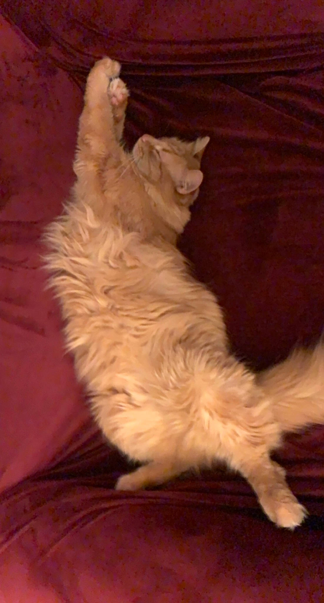 Arnold is registered to the contest to win money with this photo: canidae, carnivore, cat, claw, companion_dog, darkness, dog_breed, fawn, felidae, fur, paw, small_to_medium_sized_cats, snout, sporting_group, tail, terrier, whiskers, wood