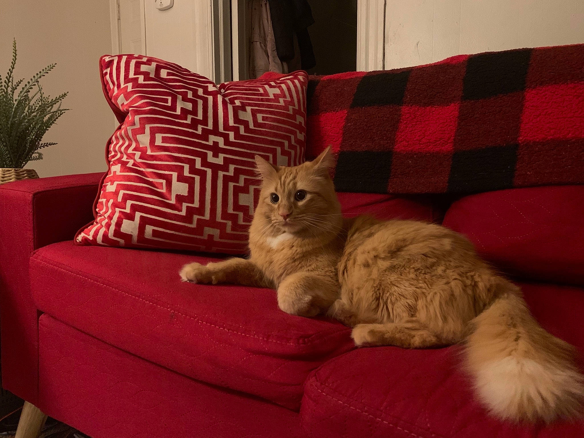 Arnold is registered to the contest to win money with this photo: carnivore, cat, chair, comfort, couch, fawn, felidae, flowerpot, furniture, houseplant, interior_design, living_room, pet_supply, pillow, plant, small_to_medium_sized_cats, textile, whiskers, window, wood