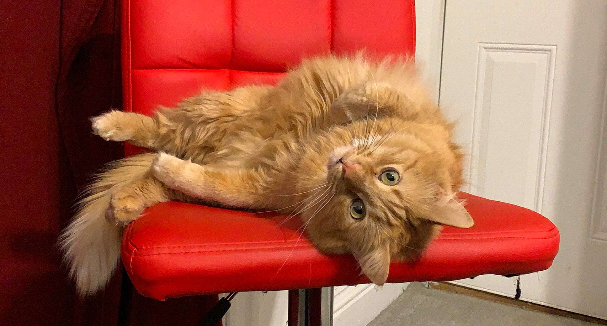 Arnold joined the competition — help win amazing prizes! british_longhair, carnivore, cat, claw, comfort, couch, door, eye, fawn, felidae, fur, natural_material, paw, persian, small_to_medium_sized_cats, snout, whiskers