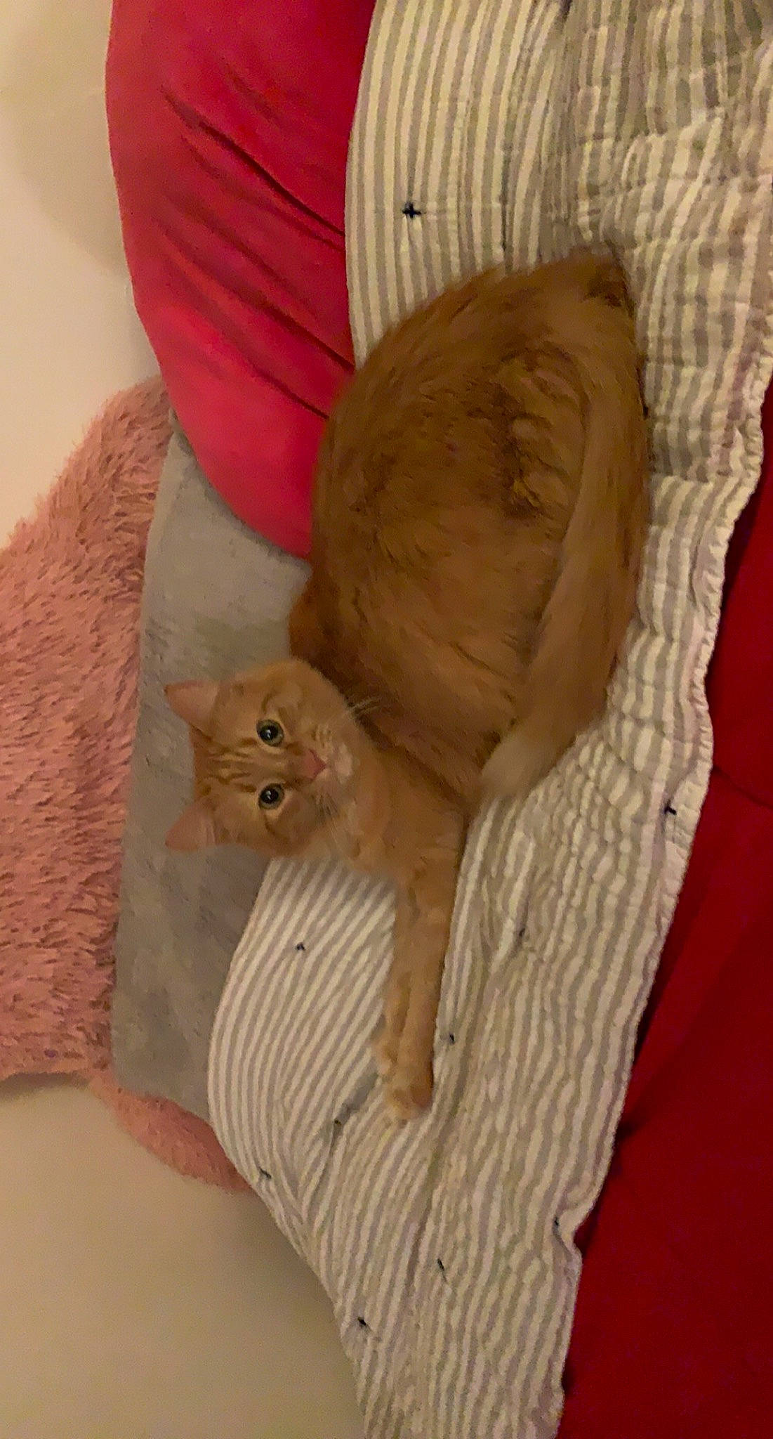 Arnold joined the competition — help win amazing prizes! bed, bedding, carnivore, cat, cat_bed, cat_supply, comfort, companion_dog, domestic_short_haired_cat, fawn, felidae, fur, linens, nap, peach, sleeve, small_to_medium_sized_cats, tail, whiskers, wood