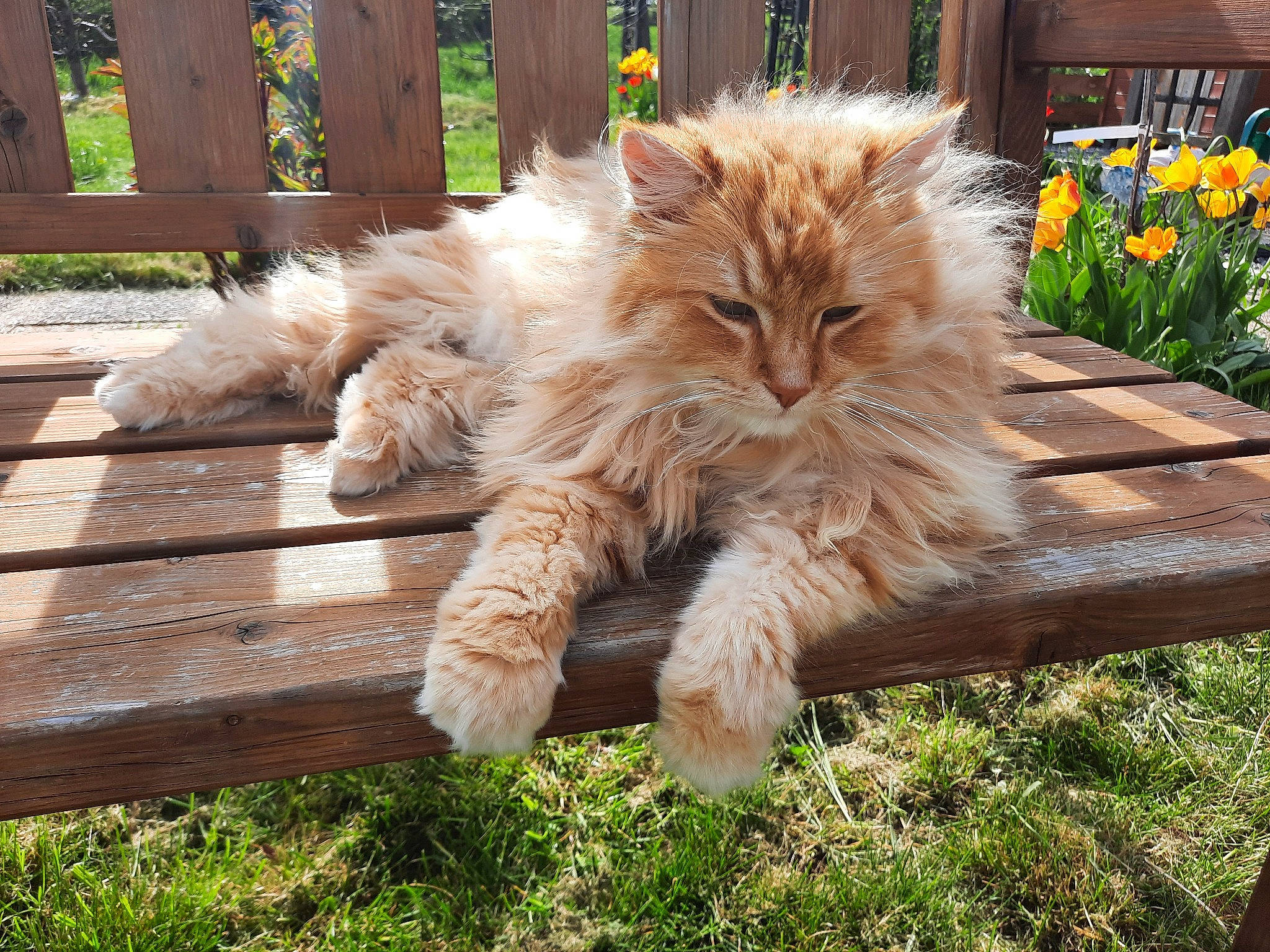 Malcolm participe au concours pour gagner de l'argent avec cette photo : annual_plant, british_longhair, carnivore, cat, companion_dog, fawn, felidae, flower, fur, grass, groundcover, hardwood, outdoor_furniture, persian, plant, small_to_medium_sized_cats, tail, terrestrial_animal, whiskers, wood