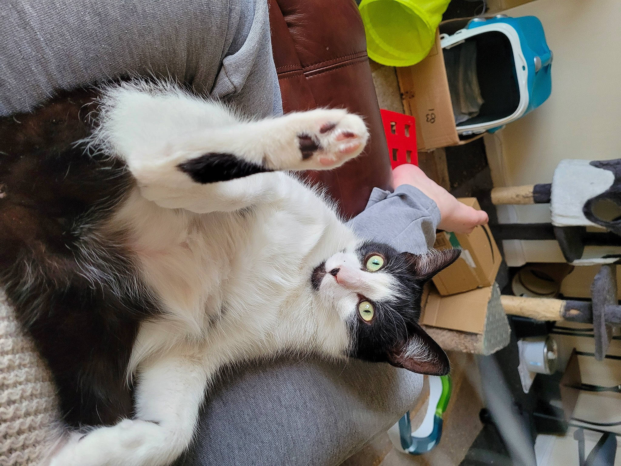 Gibbs joined the competition — help win amazing prizes! canidae, carnivore, cat, claw, comfort, companion_dog, domestic_short_haired_cat, felidae, fur, lap, paw, photograph, photography, room, small_to_medium_sized_cats, snapshot, tail, terrestrial_animal, whiskers