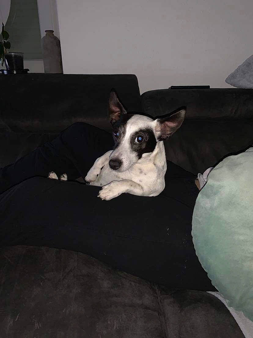 Izy a rejoint le concours — aidez-le/la à gagner de superbes lots ! canidae, carnivore, comfort, companion_dog, couch, dog, dog_breed, ear, fawn, fur, grey, linens, paw, snout, sporting_group, tail, terrestrial_animal, toy_dog, whiskers, working_animal