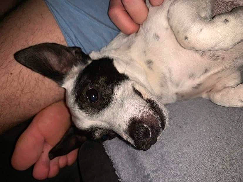 Izy a rejoint le concours — aidez-le/la à gagner de superbes lots ! canidae, carnivore, comfort, companion_dog, dog, dog_breed, ear, fawn, fur, nail, non_sporting_group, paw, puppy, puppy_love, sighthound, snout, sporting_group, whiskers, working_animal, wrist