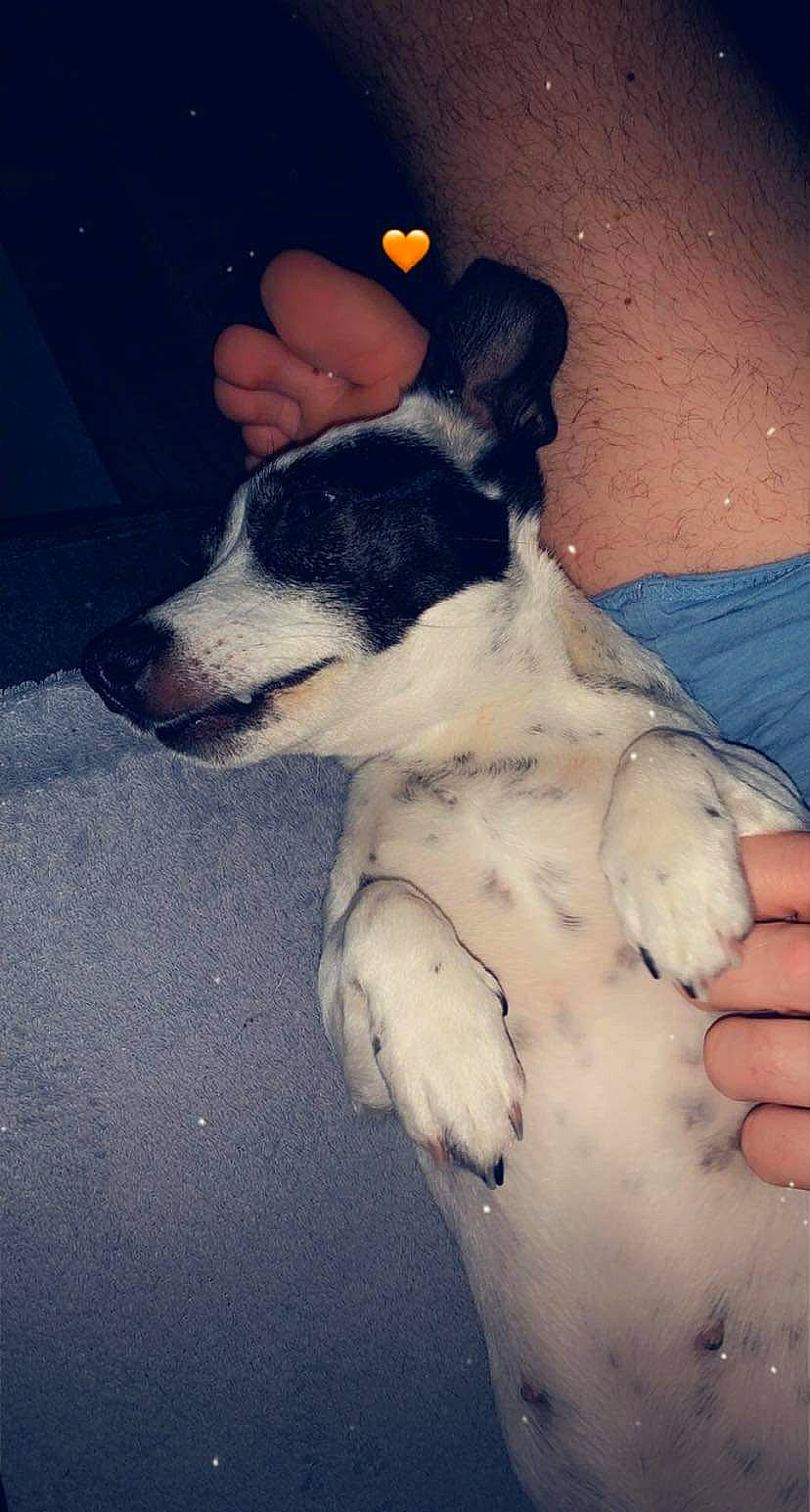 Izy a rejoint le concours — aidez-le/la à gagner de superbes lots ! blue, canidae, carnivore, cloud, companion_dog, dog, dog_breed, fawn, finger, fur, gesture, paw, puppy_love, snout, sporting_group, street_dog, tail, thumb, whiskers, working_animal