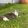 Gunner joined the competition — help win amazing prizes! animal, backyard, cat, cute, daylight, domestic_cat, feline, fluffy, fur, grass, gray_cat, greenery, lawn, nature, outdoor, pet, relaxed, resting, sunlight, white_fur