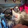 Gunner joined the competition — help win amazing prizes! cat, clock, close_up, domestic_animal, eyes, eyewear, face, feline, fur, glasses, holding, home, indoor, kitchen, nose, nostrils, person, pet, pink_shirt, whiskers