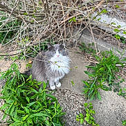 Gunner joined the competition — help win amazing prizes! animal, bush, cat, concrete, eyes, fluffy, fur, garden, gray_cat, greenery, ground, leaves, nature, outdoor, pet, plants, sitting, twigs, whiskers, white_fur