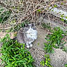 animal, bush, cat, concrete, eyes, fluffy, fur, garden, gray_cat, greenery, ground, leaves, nature, outdoor, pet, plants, sitting, twigs, whiskers, white_fur