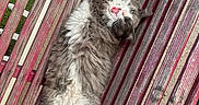 Gunner is registered to the contest to win money with this photo: animal, bench, cat, daylight, feline, fluffy, fur, gray, nature, outdoor, paw, pet, playful, relaxed, resting, stretching, tongue_out, whiskers, white, wooden_bench