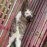 animal, bench, cat, daylight, feline, fluffy, fur, gray, nature, outdoor, paw, pet, playful, relaxed, resting, stretching, tongue_out, whiskers, white, wooden_bench