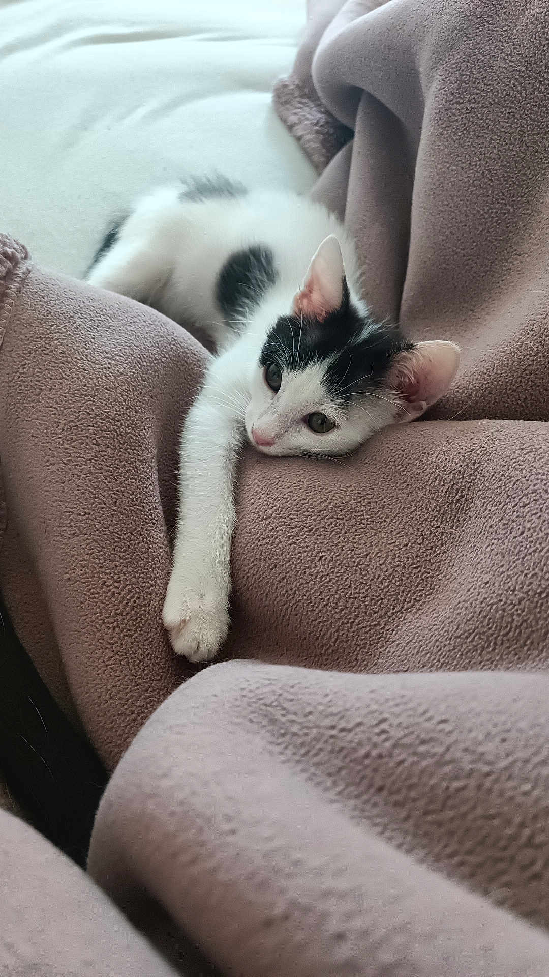 Melody participe au concours pour gagner de l'argent avec cette photo : kitten, cat, black_and_white, pet, animal, feline, blanket, cozy, soft, relaxed, paw, lying_down, resting, cute, indoor, fur, whiskers, ears, sleepy, comfort