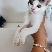 Melody a rejoint le concours — aidez-le/la à gagner de superbes lots ! kitten, cat, pet, white, black, hand, bracelet, cute, animal, feline, indoors, young, small, fur, whiskers, ears, eyes, portrait, holding, curious