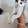 kitten, cat, pet, white, black, hand, bracelet, cute, animal, feline, indoors, young, small, fur, whiskers, ears, eyes, portrait, holding, curious