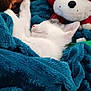 Melody a rejoint le concours — aidez-le/la à gagner de superbes lots ! kitten, cat, sleeping, blanket, plush_toy, stuffed_animal, cozy, indoor, white_cat, soft_texture, cute, pet, animal, furry, resting, closeup, toy, comfort, nap, domestic