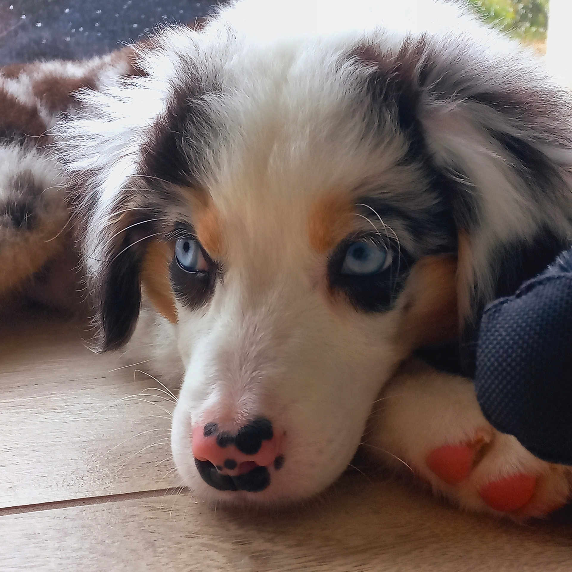 Vini a rejoint le concours — aidez-le/la à gagner de superbes lots ! animal, beagle, bodypart, canine, cockerspaniel, collie, dog, eskimodog, hardwood, hound, husky, mouth, papillon, person, pet, puppy, snout, terrier, whitedog, wood