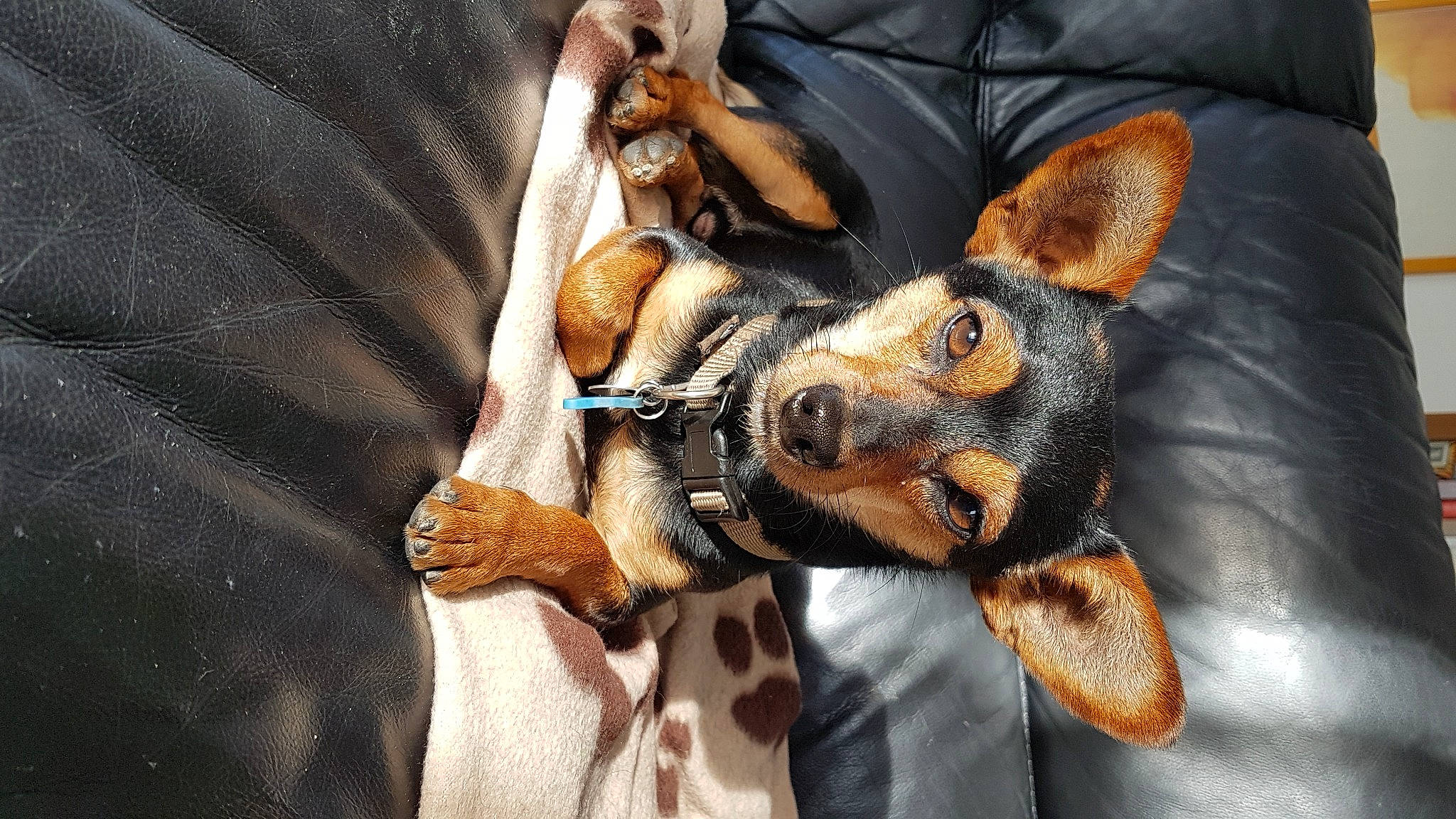 Minus a rejoint le concours — aidez-le/la à gagner de superbes lots ! canidae, carnivore, comfort, companion_dog, dog, dog_breed, ear, eye, fawn, gesture, head, paw, pinscher, snout, sporting_group, sunglasses, toy, toy_dog, whiskers, working_animal