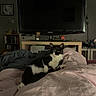 animal, bed, black_and_white, blanket, cat, cozy, cute, decor, furniture, home, indoor, living_room, object, pet, pink, relaxed, resting, shelf, sitting, television