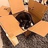animal, black_and_white_cat, box, cardboard_box, carpet, cat, cozy, curious, cute, domestic_cat, floor, fur, furniture, home, indoor, looking, pet, resting, shoe_rack, sneakers