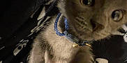 Solstice is registered to the contest to win money with this photo: animal, blanket, blue_collar, carpet, cat, close_up, collar, curious, cute, domestic_cat, feline, fur, indoor, kitten, paw, pet, skull_pattern, sleepy, whiskers, young