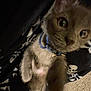 animal, blanket, blue_collar, carpet, cat, close_up, collar, curious, cute, domestic_cat, feline, fur, indoor, kitten, paw, pet, skull_pattern, sleepy, whiskers, young