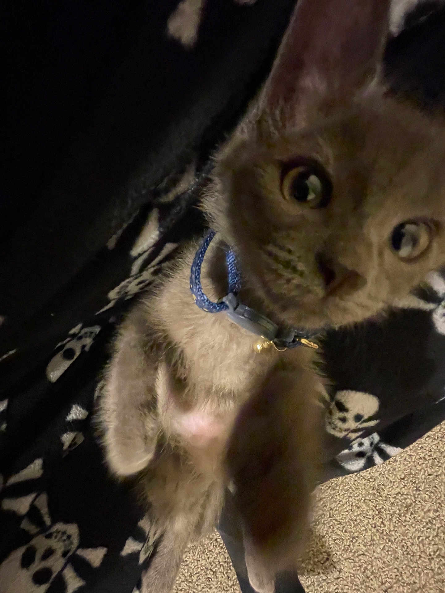 Solstice is registered to the contest to win money with this photo: animal, blanket, blue_collar, carpet, cat, close_up, collar, curious, cute, domestic_cat, feline, fur, indoor, kitten, paw, pet, skull_pattern, sleepy, whiskers, young
