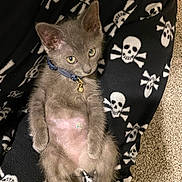 Solstice joined the competition — help win amazing prizes! animal, bell, black_blanket, blanket, blue_collar, carpet, cozy, cute, domestic_cat, fur, gray_fur, indoor, kitten, looking_at_camera, lying_down, pet, resting, skull_pattern, small_animal, young_cat